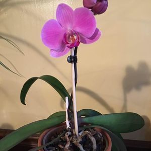 Meet your Posher, Sue